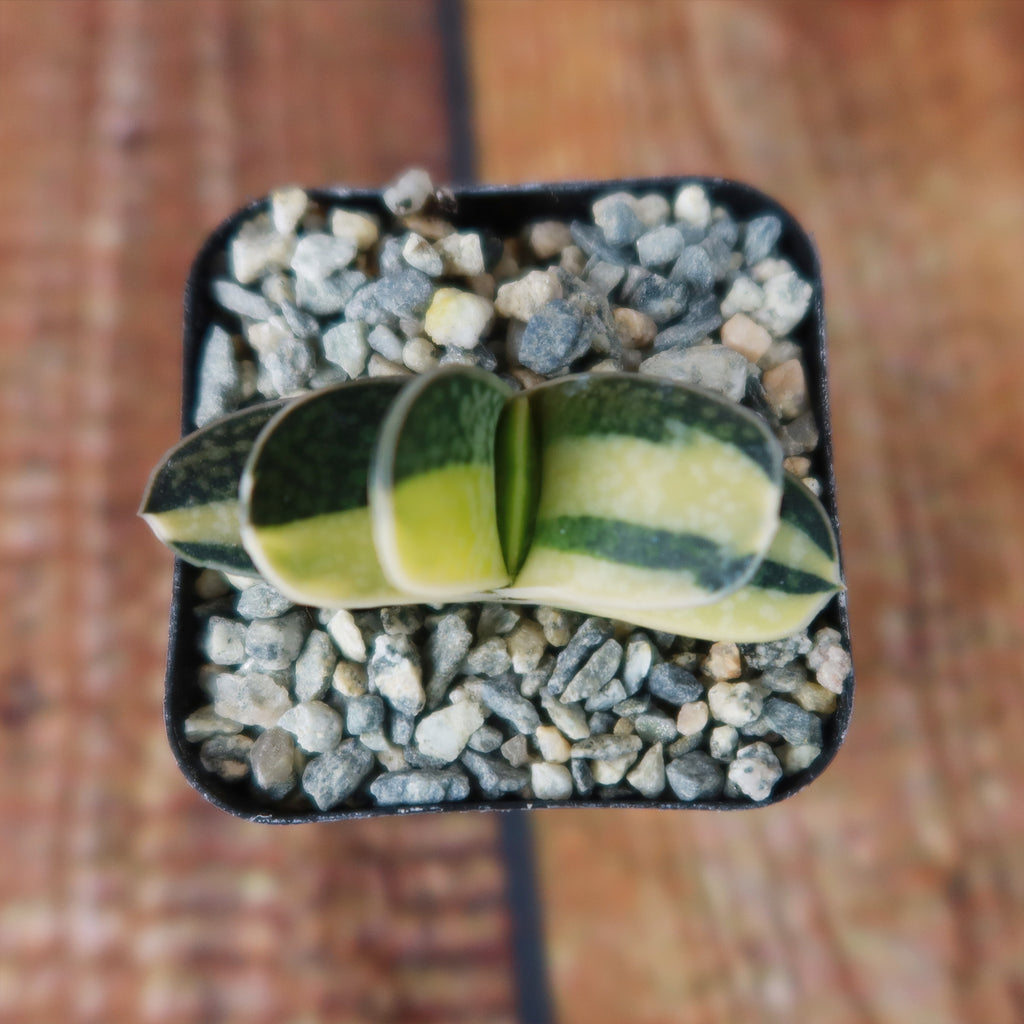 Gasteria minima variegata