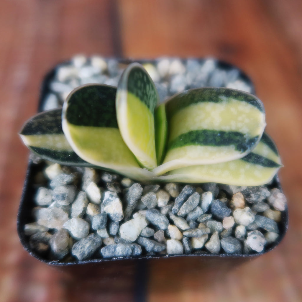 Gasteria minima variegata