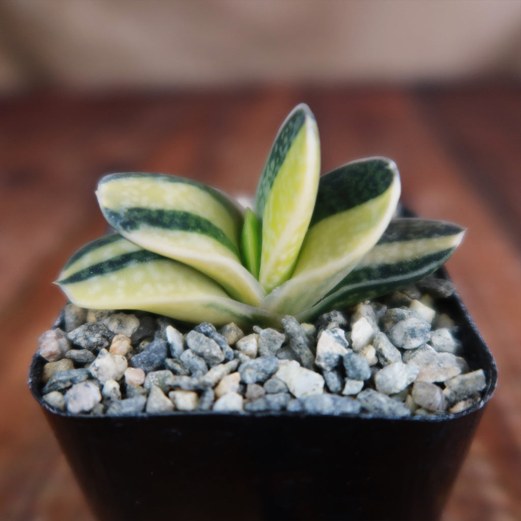 Gasteria minima variegata