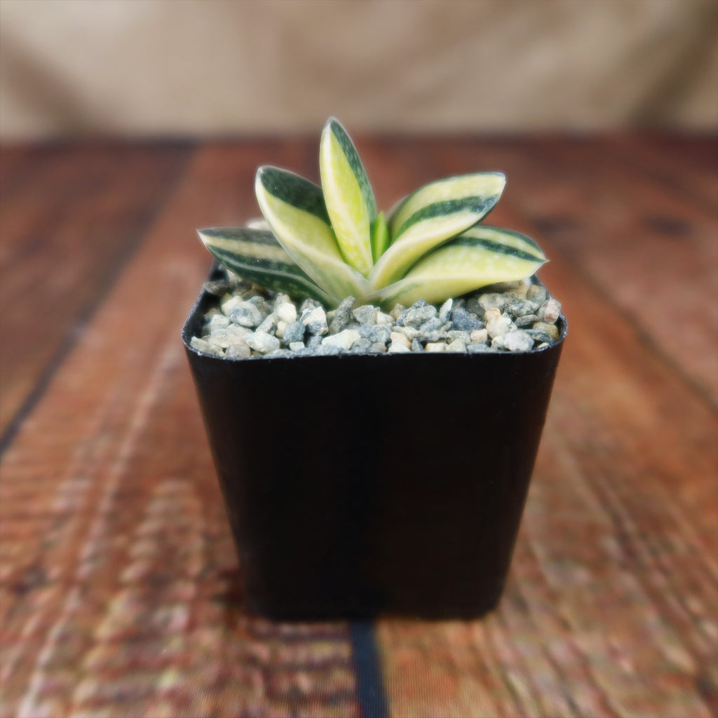 Gasteria minima variegata