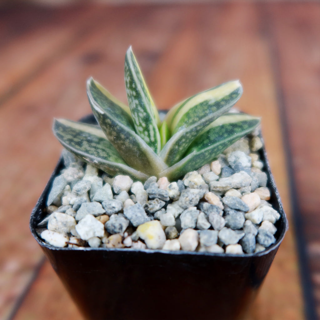 Gasteria minima variegata