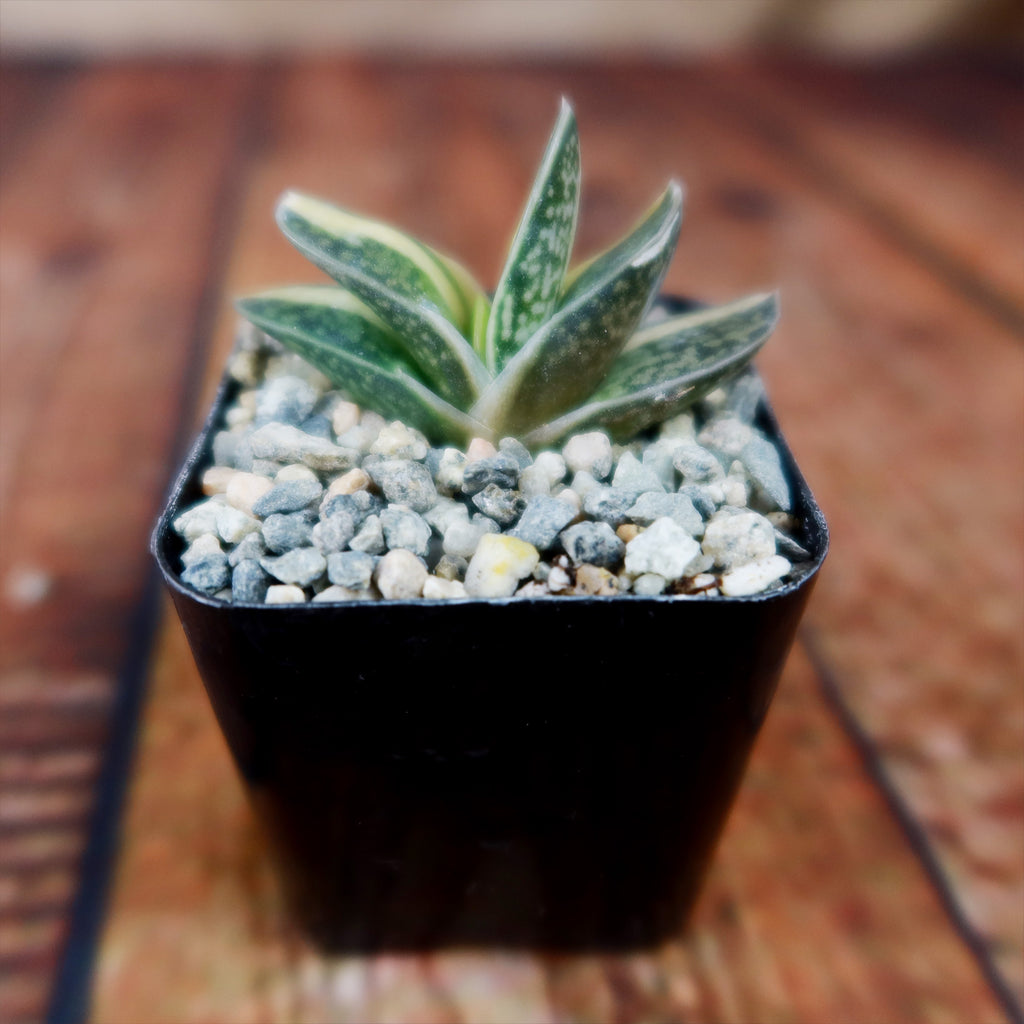 Gasteria minima variegata