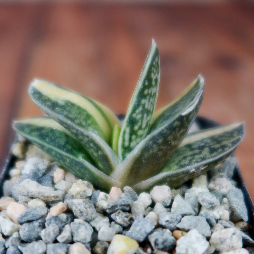 Gasteria minima variegata