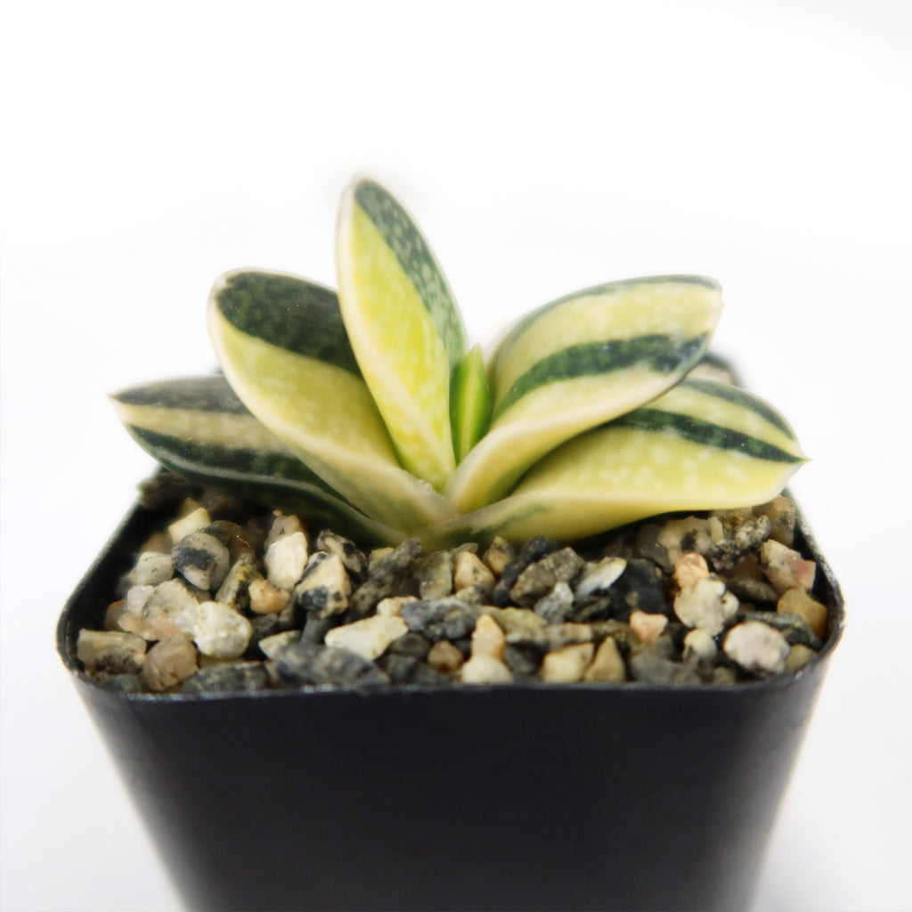 Gasteria minima variegata