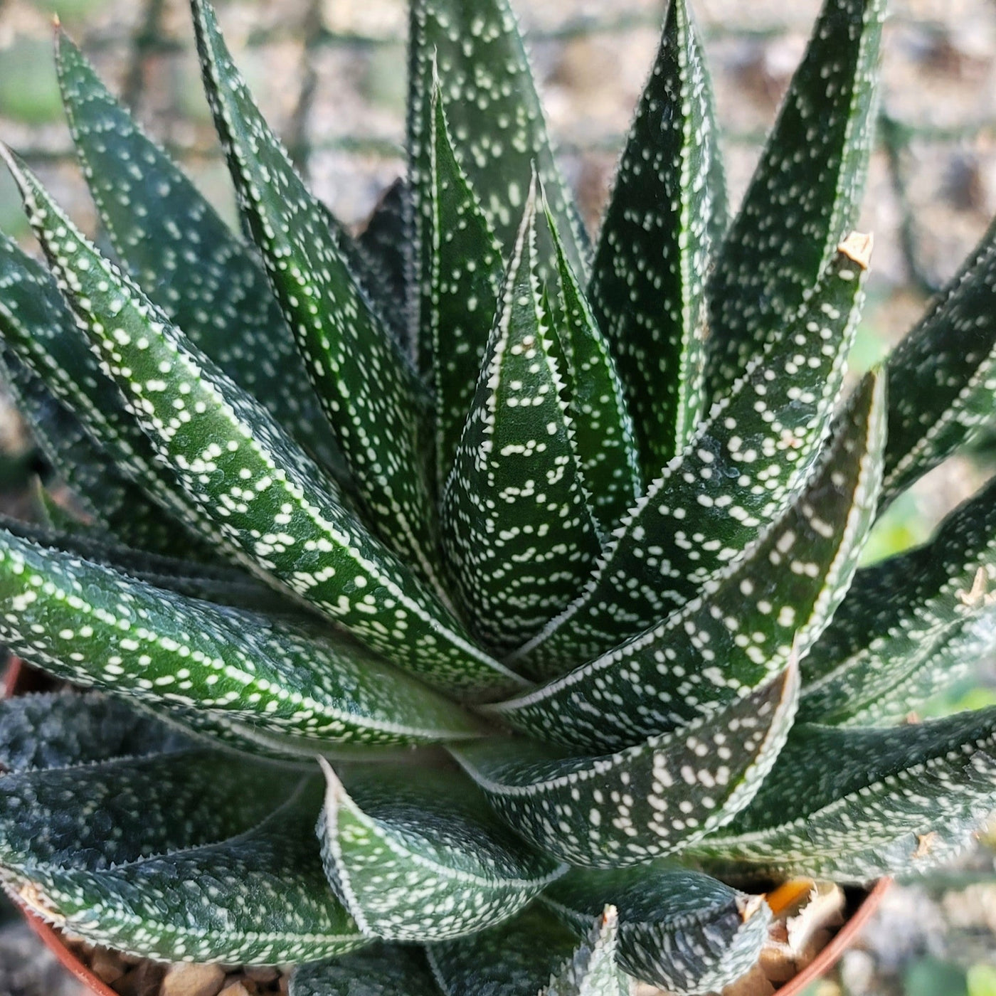 Gasteria Flow