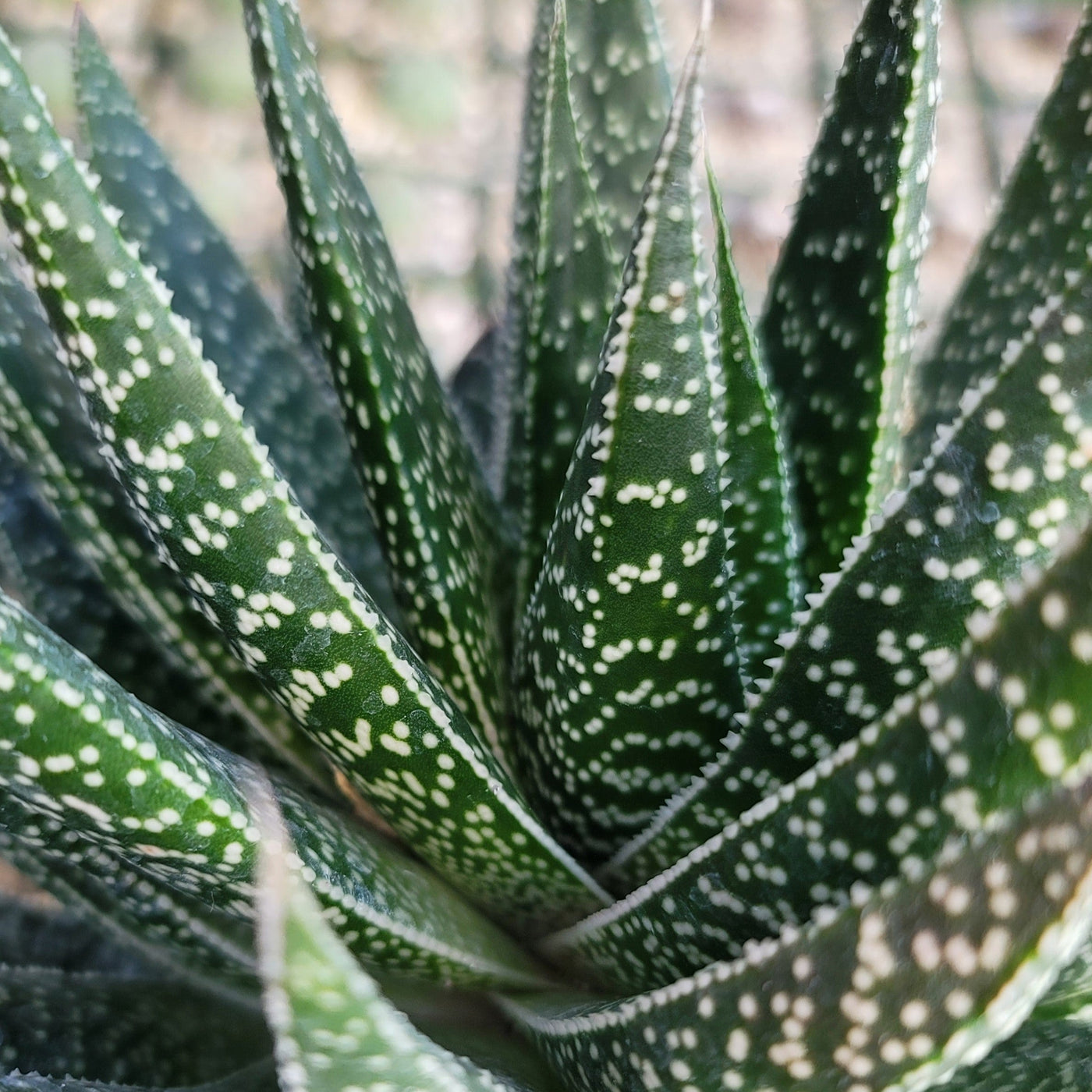 Gasteria Flow