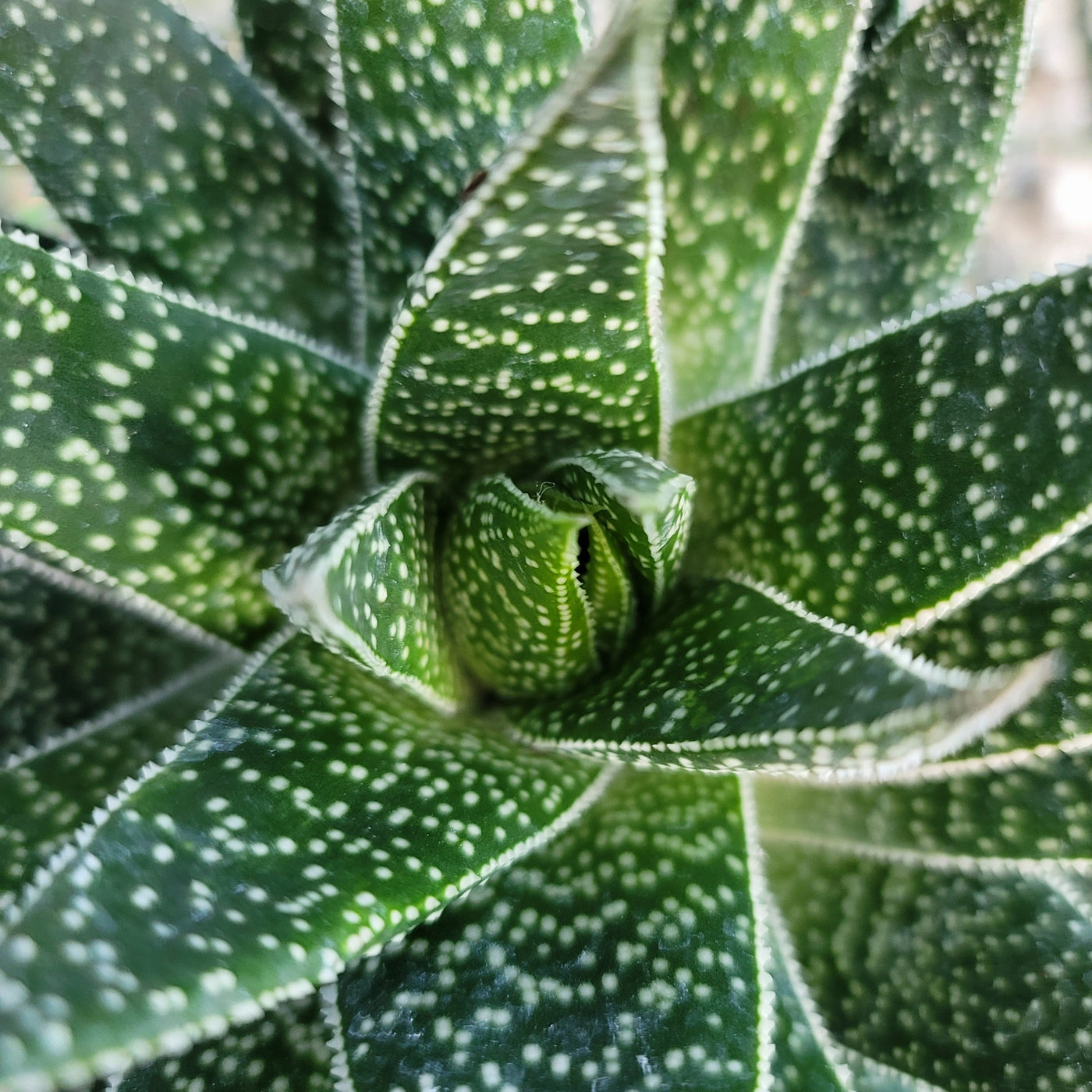 Gasteria Flow