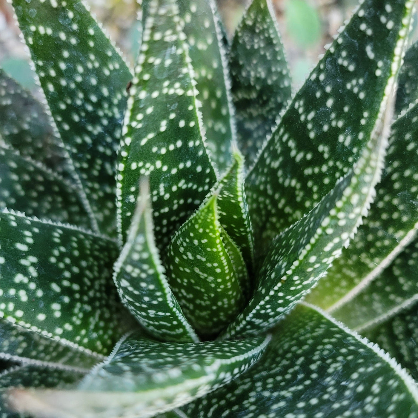 white spotted succulent Gasteria Flow