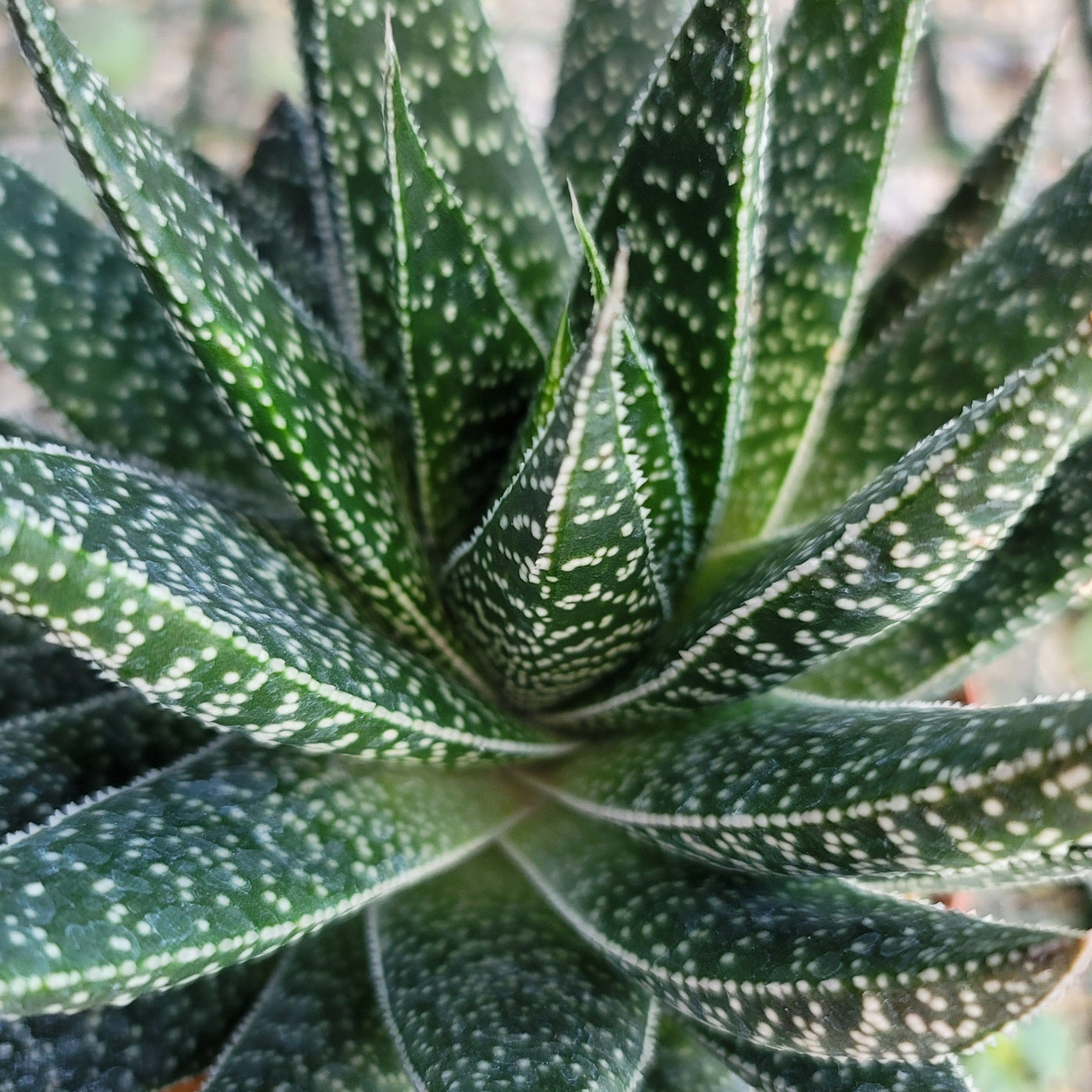 Gasteria Flow