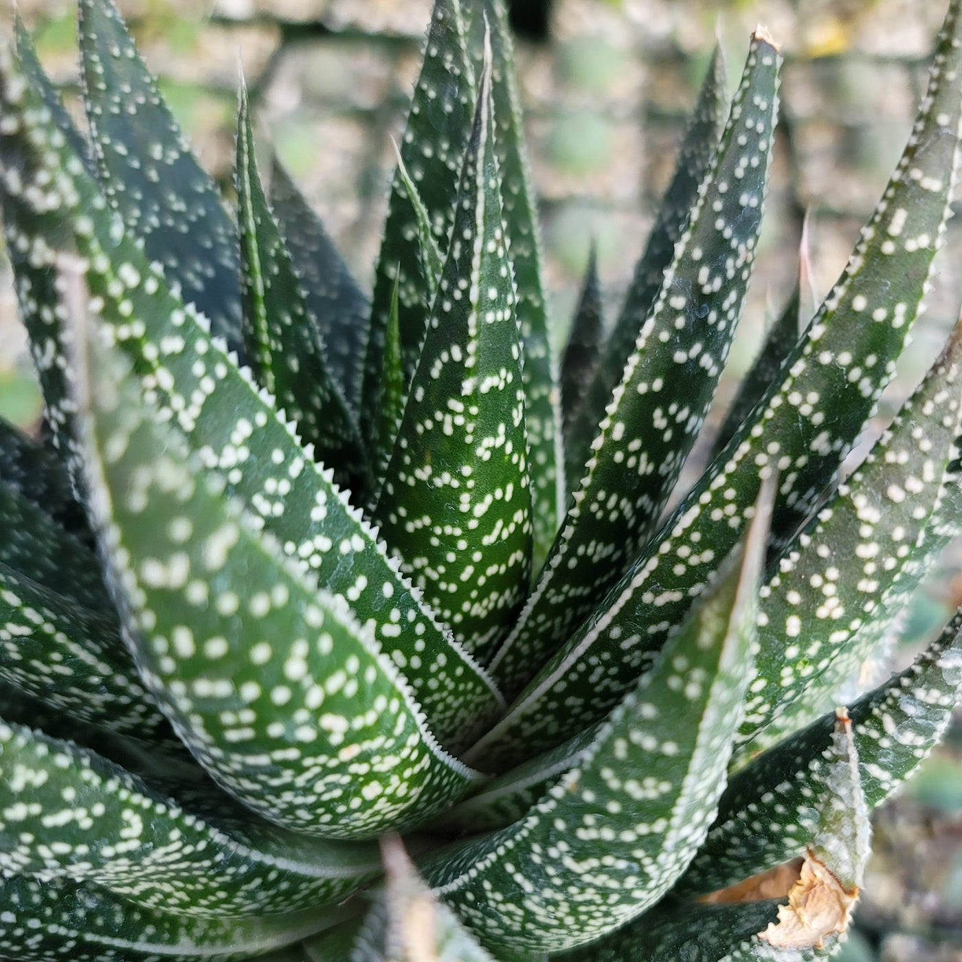 gasteria flow succulent Buy Gasteria Flow | Indoor Plants