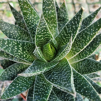 Gasteria Flow