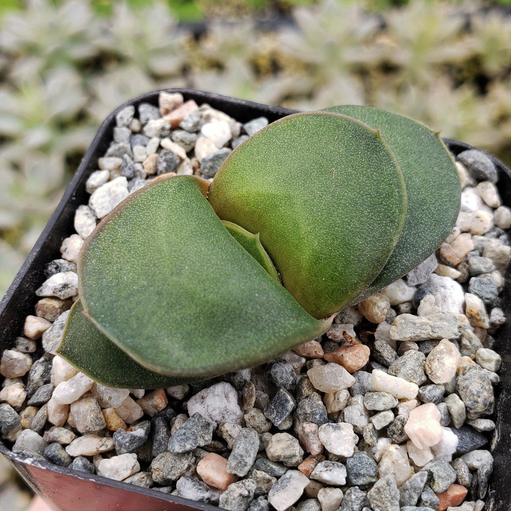 Gasteria armstrongii