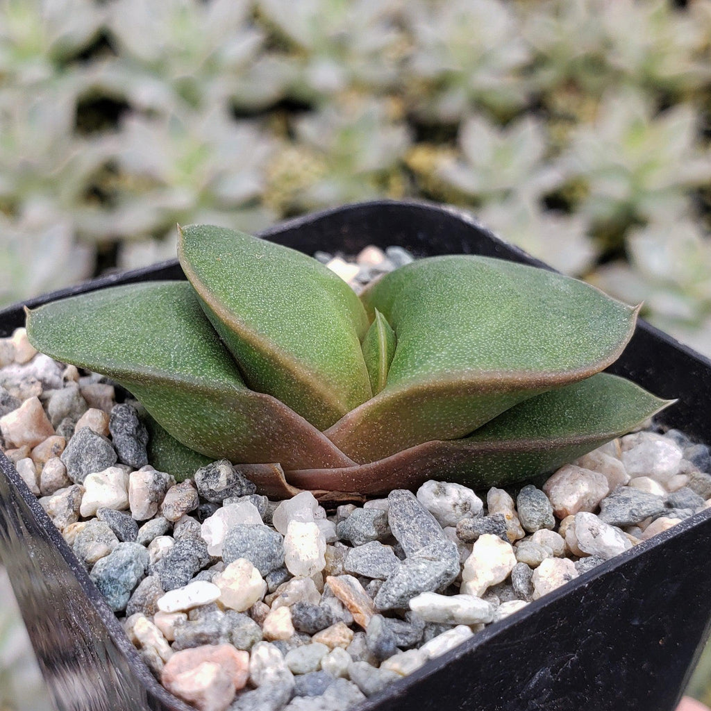 Gasteria armstrongii