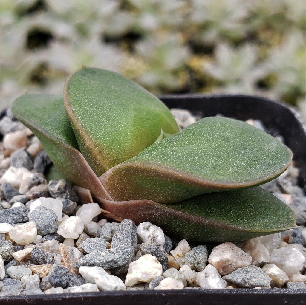 Gasteria armstrongii