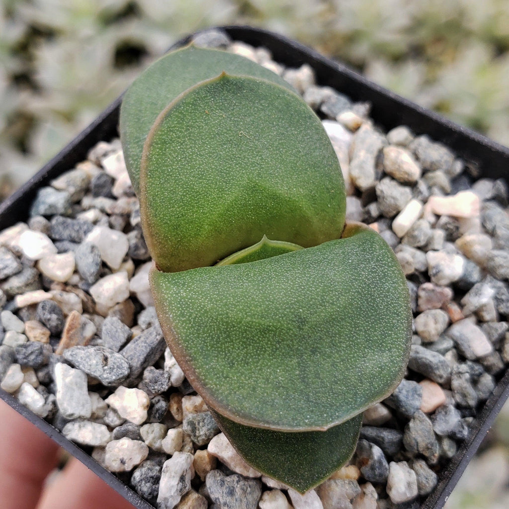 Gasteria armstrongii