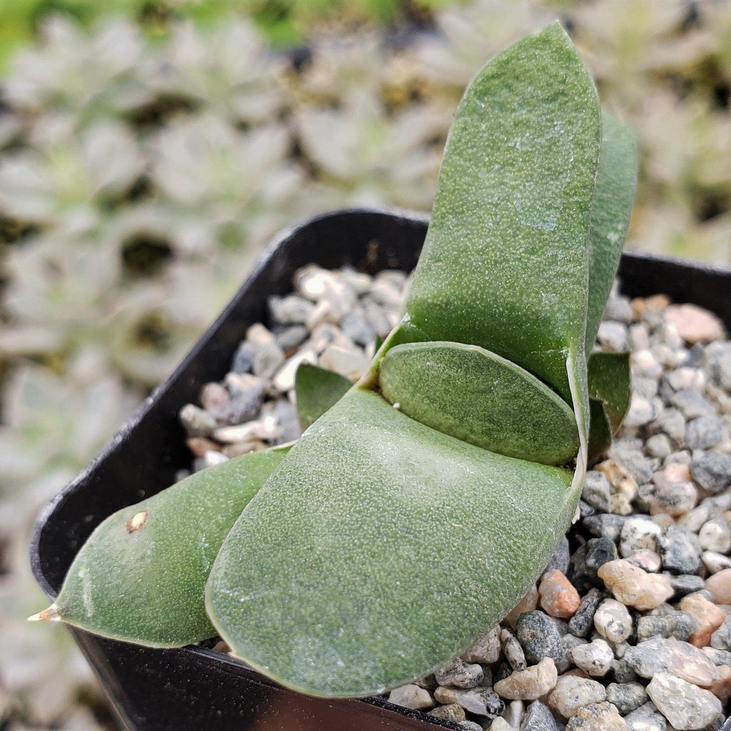 Gasteria glomerata