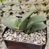 Gasteria glomerata