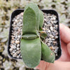 Gasteria glomerata