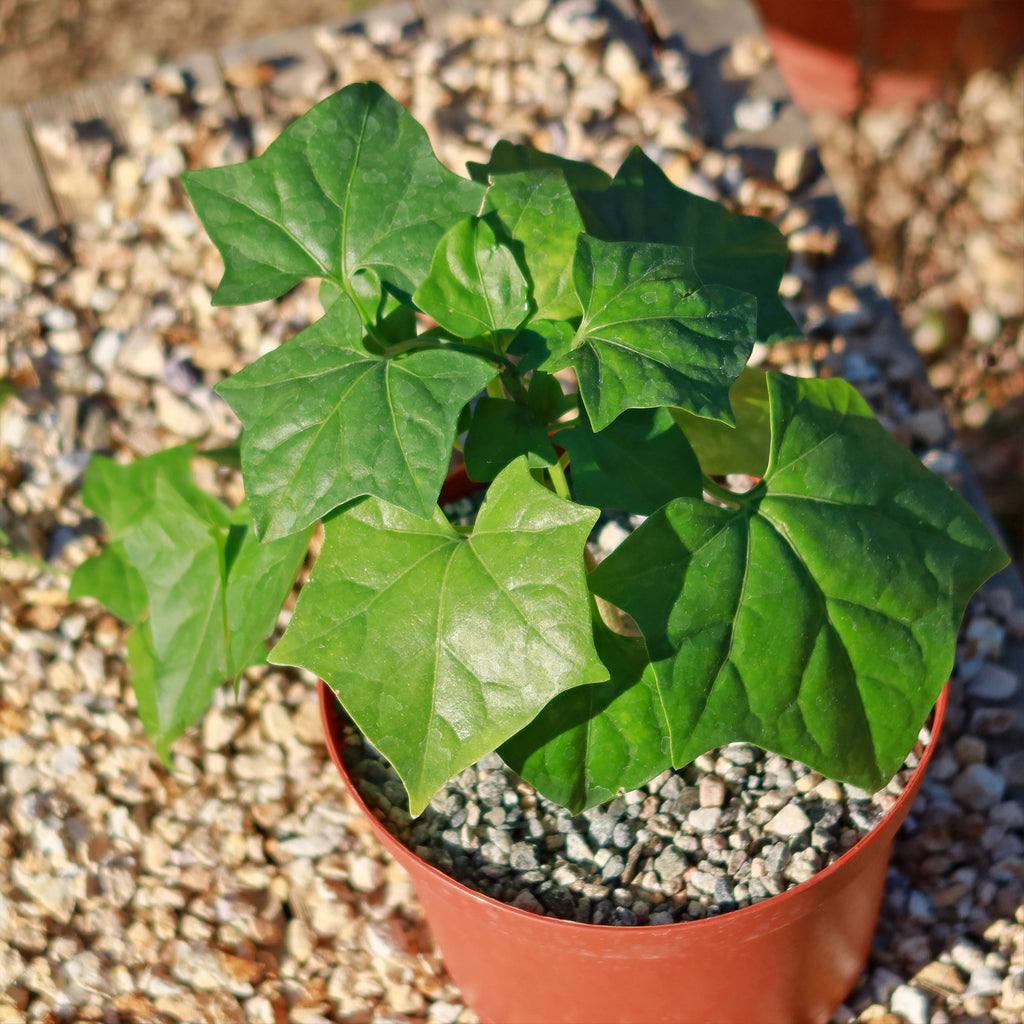 Gerrardanthus Macrorhizus