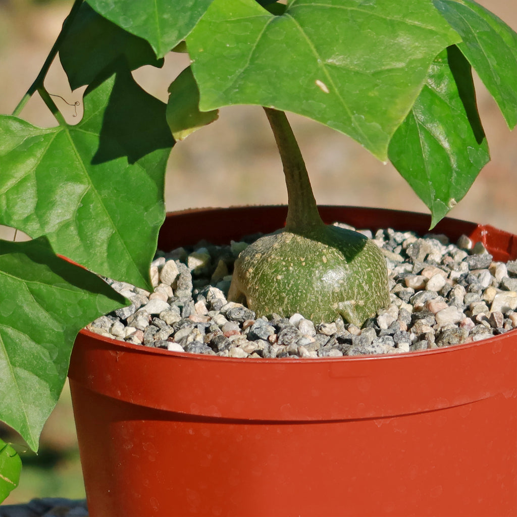 Gerrardanthus Macrorhizus