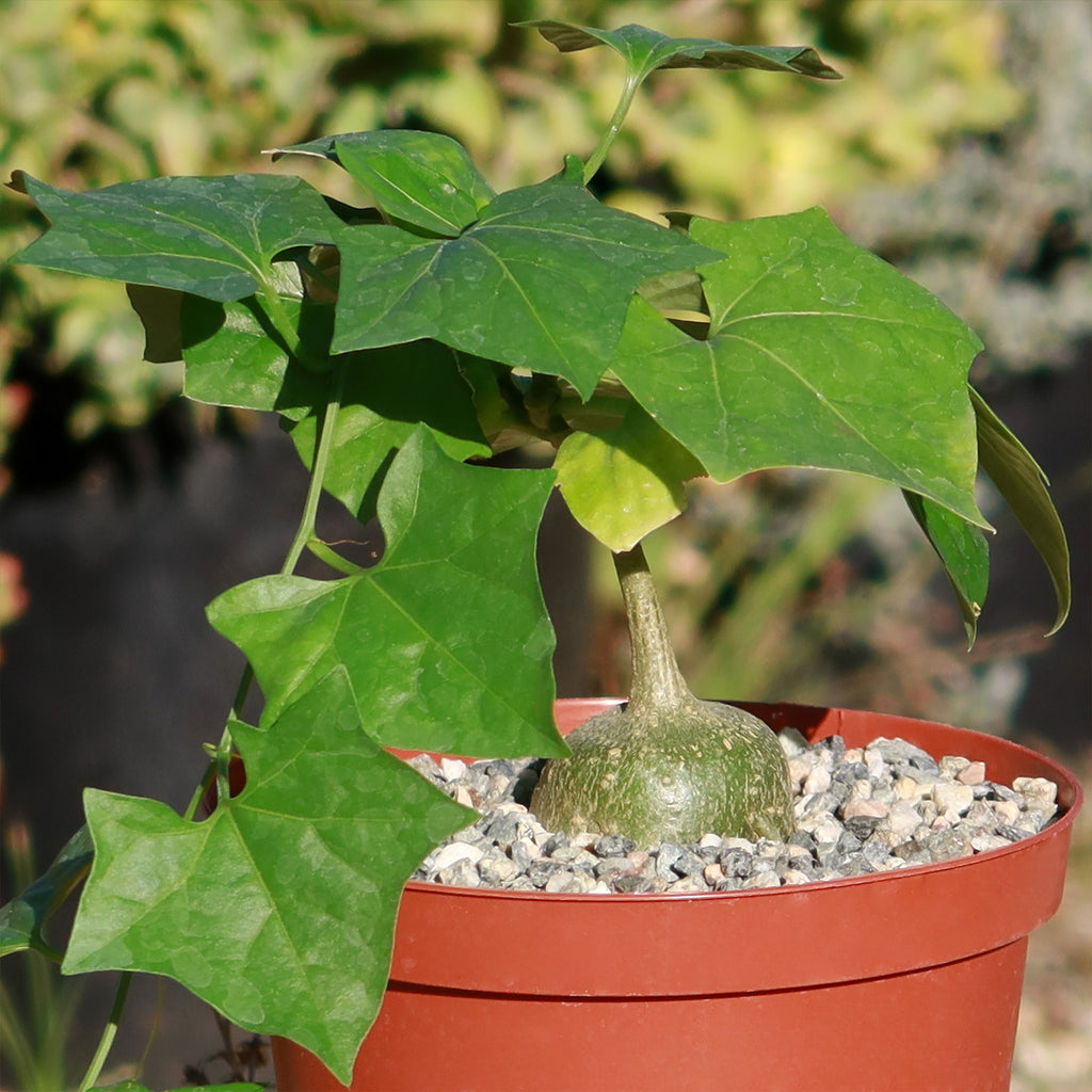 Gerrardanthus Macrorhizus