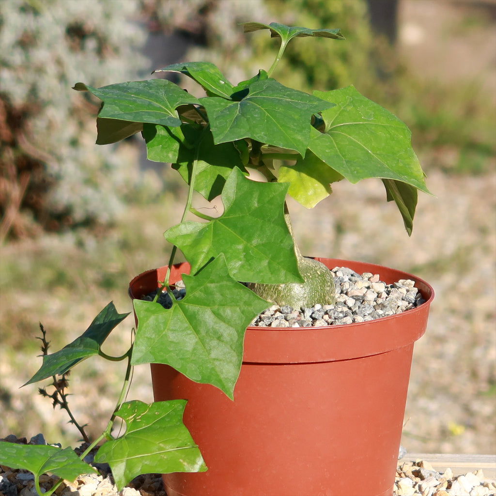 Gerrardanthus Macrorhizus