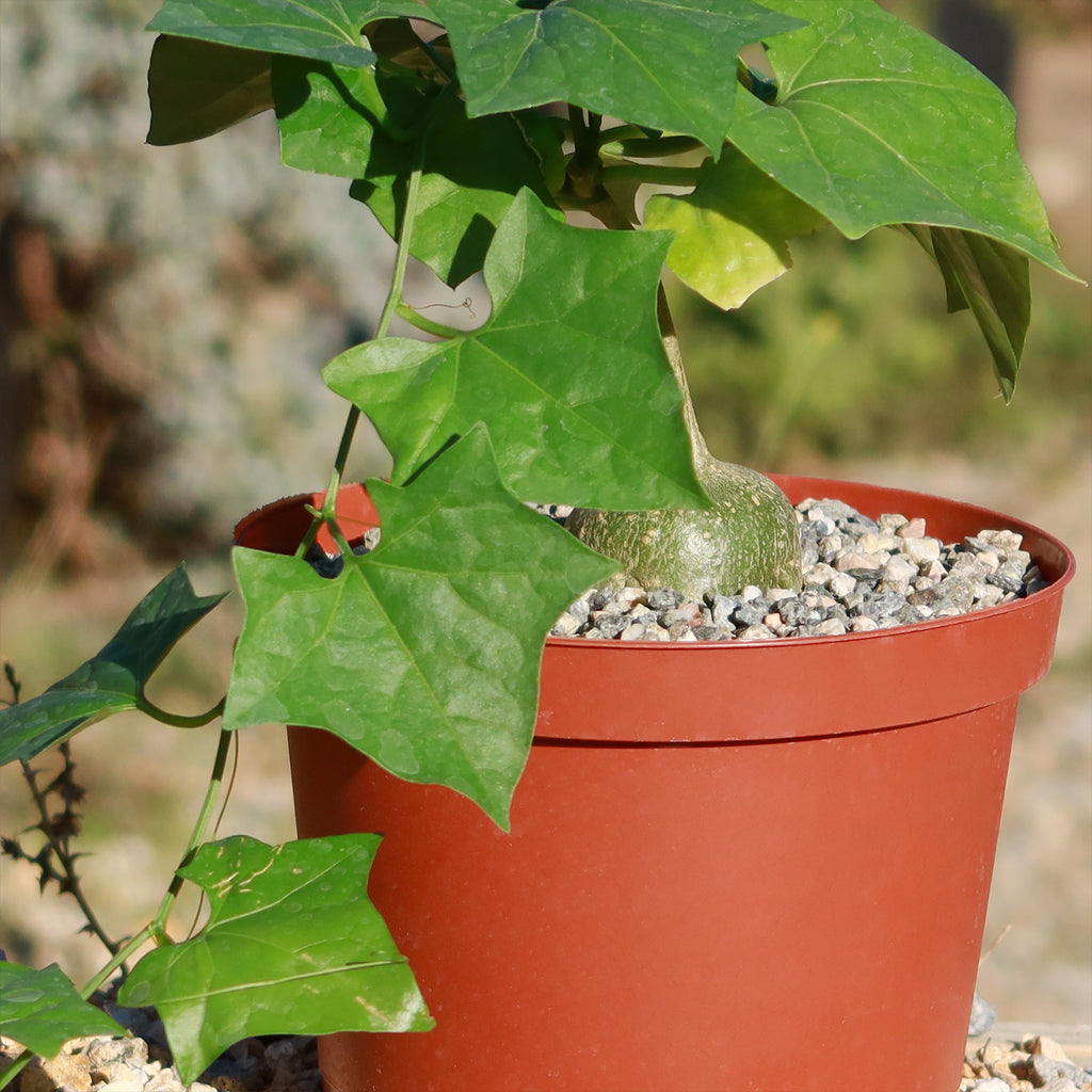 Gerrardanthus Macrorhizus