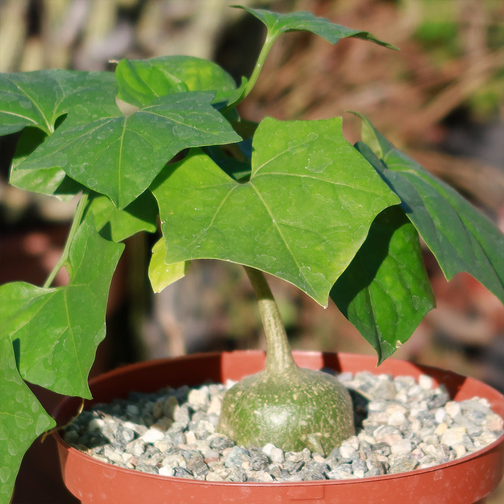 Gerrardanthus Macrorhizus