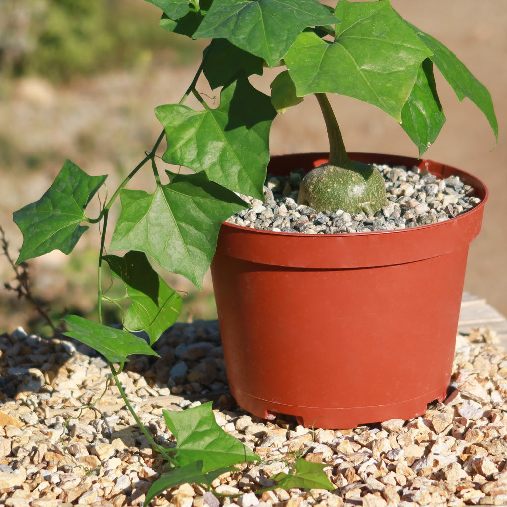 Gerrardanthus Macrorhizus