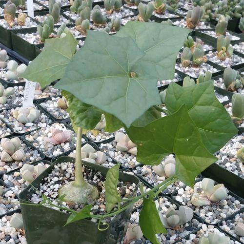 Gerrardanthus Macrorhizus