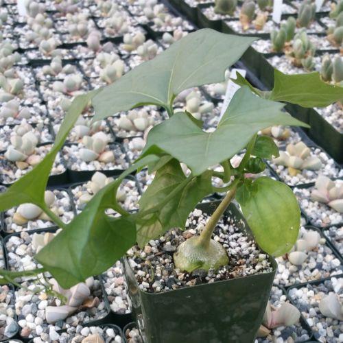 Gerrardanthus Macrorhizus