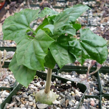 Pick Gerrardanthus Macrorrhizus Online | Bigfoot Plant