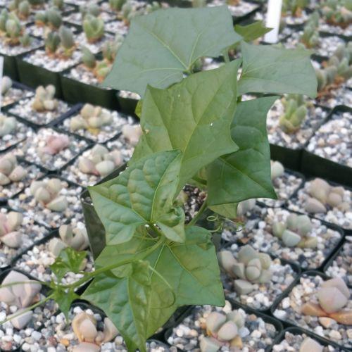 gerrardanthus macrorhizus bigfoot succulent Gerrardanthus Macrorhizus 4" Pot