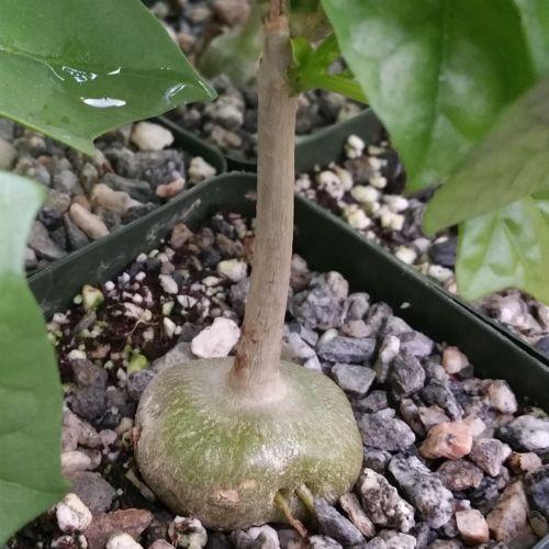gerrardanthus macrorhizus bigfoot succulent Gerrardanthus Macrorhizus 4" Pot