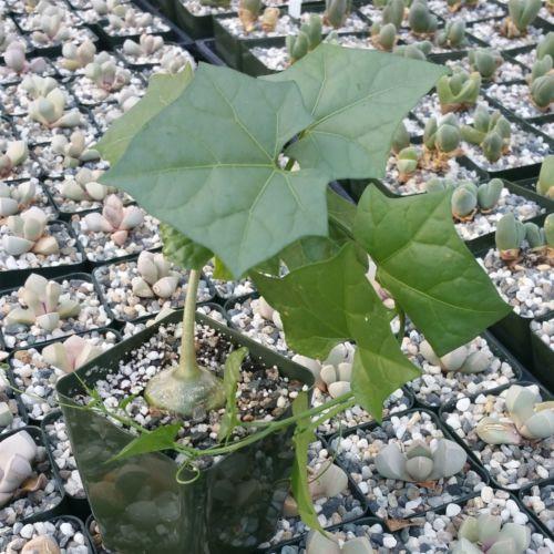 Gerrardanthus Macrorhizus