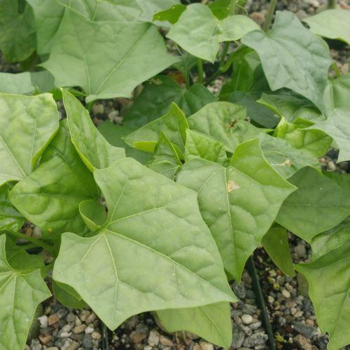 Gerrardanthus Macrorhizus