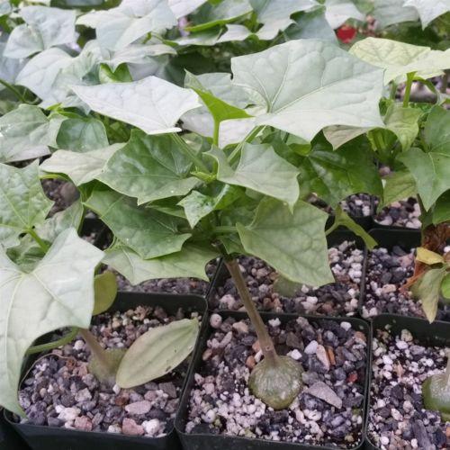 Gerrardanthus Macrorhizus