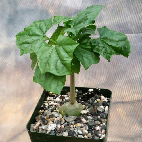 Gerrardanthus Macrorhizus