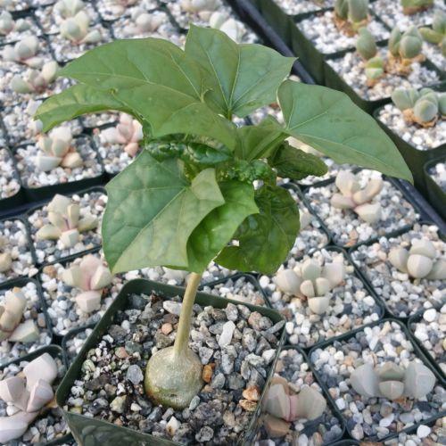 bigfoot succulent Gerrardanthus Macrorhizus 4" Pot