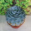 Ghost Echeveria Succulent - Echeveria lilacina