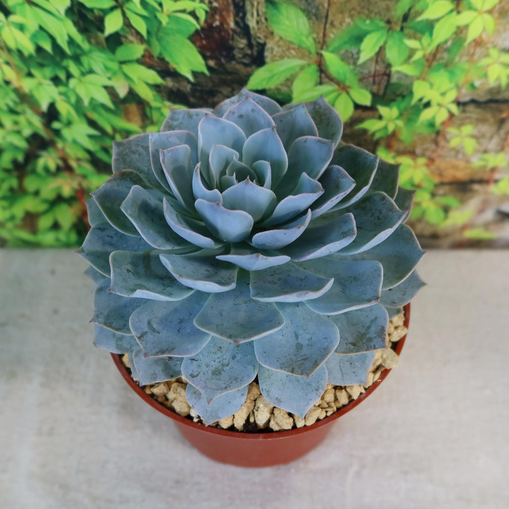 Potted indoor plant with glossy green leaves beside a small Buddha statue
