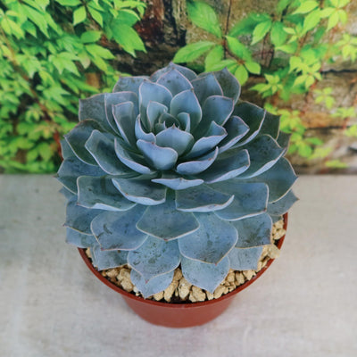 powder blue succulent Shop 'Echeveria lilacina – Ghost Echeveria' Care & Growing Guide
