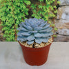 Ghost Echeveria Succulent - Echeveria lilacina