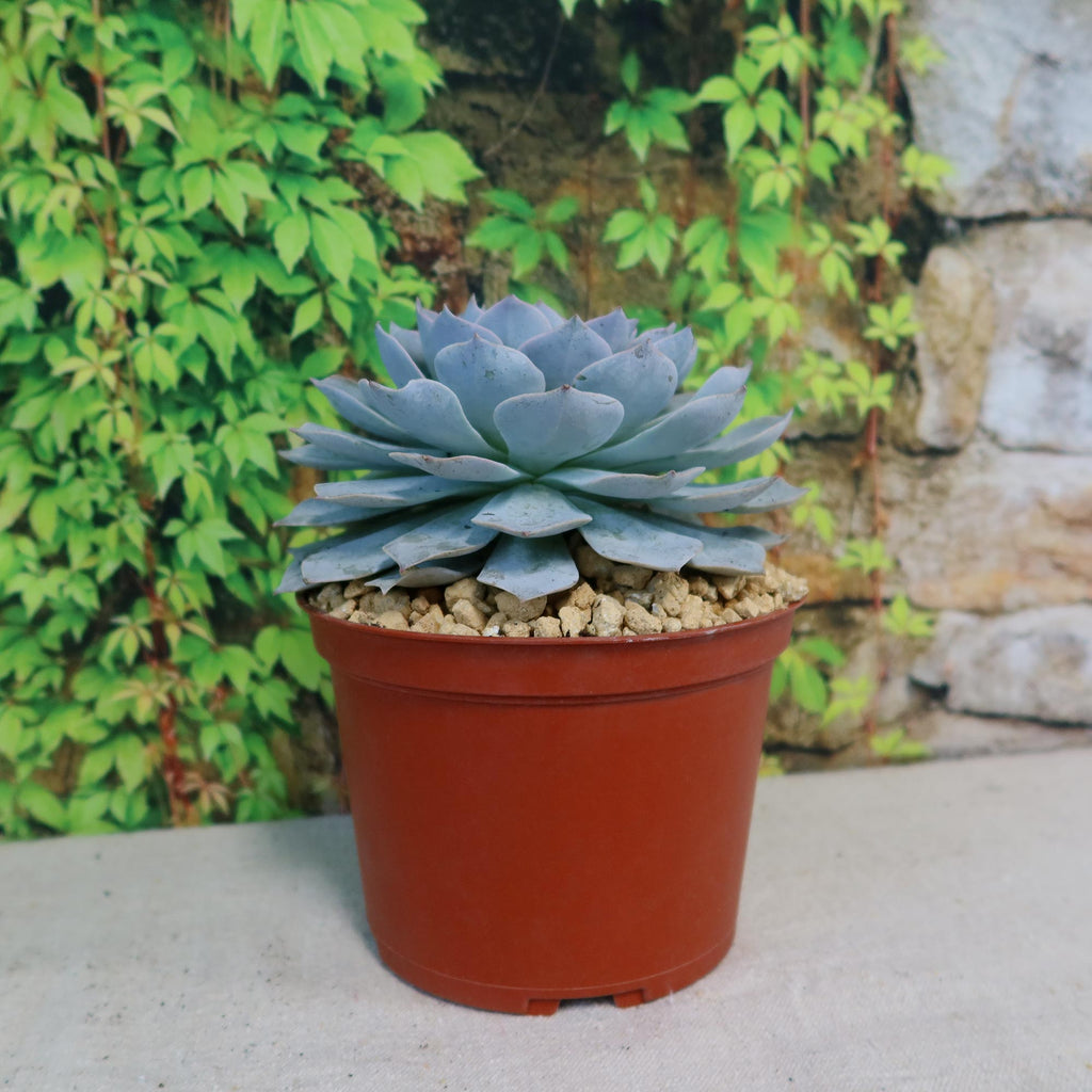 Potted indoor plant with glossy green leaves beside a small Buddha statue
