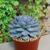 Ghost Echeveria Succulent - Echeveria lilacina