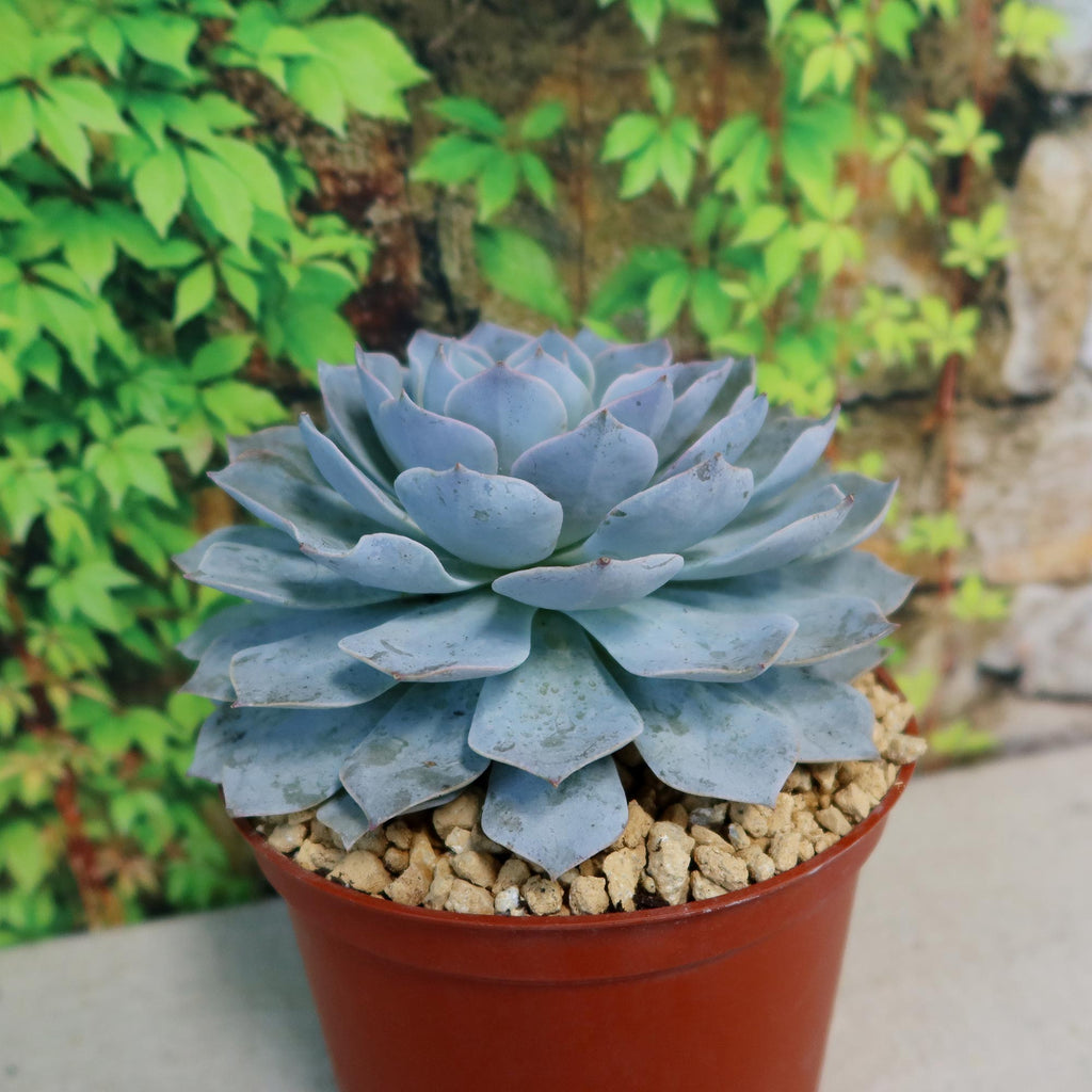 Potted indoor plant with glossy green leaves beside a small Buddha statue