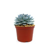 Ghost Echeveria Succulent - Echeveria lilacina