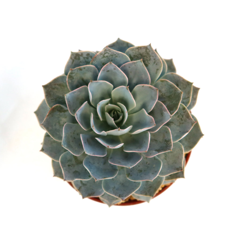 Potted indoor plant with glossy green leaves beside a small Buddha statue