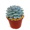 Ghost Echeveria Succulent - Echeveria lilacina