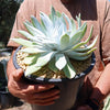 Giant Chalk Dudleya ‘Dudleya brittonii’